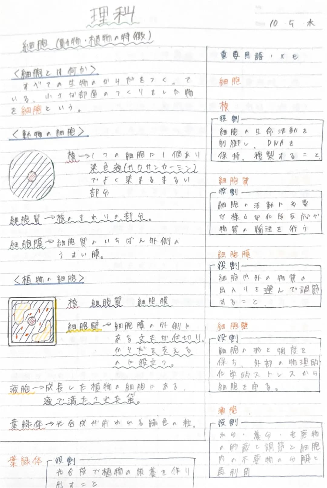 10斤水

重要用語,KE

理科
糸細胞(動物、植物の特徴)

<細胞とは何か>
すべての生物のかりだをつくって
いる、小さな部屋のつくりをした物
を細胞という。

細胞
校
<動物の細胞>
役割
細胞生命活動を
制御し、DNA &
核→1つの細胞に1個あり保持、複製すること
