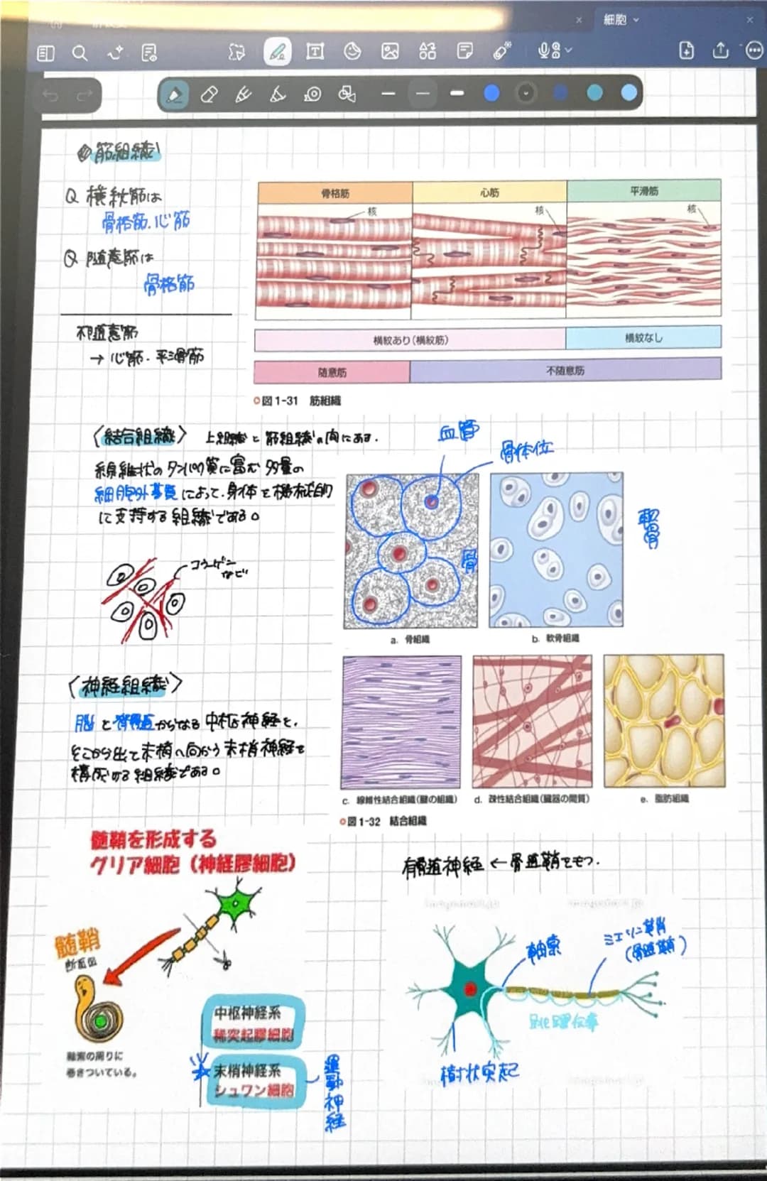 Q
◇筋細綾
Q横紋筋は
骨格筋、心筋
Q随意節は
骨格筋
→心節、平滑筋
細胞
骨格筋
心筋
平滑筋
横紋あり(横紋筋)
横紋なし
随意筋
不随意筋
○図1-31 筋組織
<結合組織> 上:筋組織の胸にあす。
線維状のタンパク質に富む多量の
細胞外基質によって、身体を機械的
に