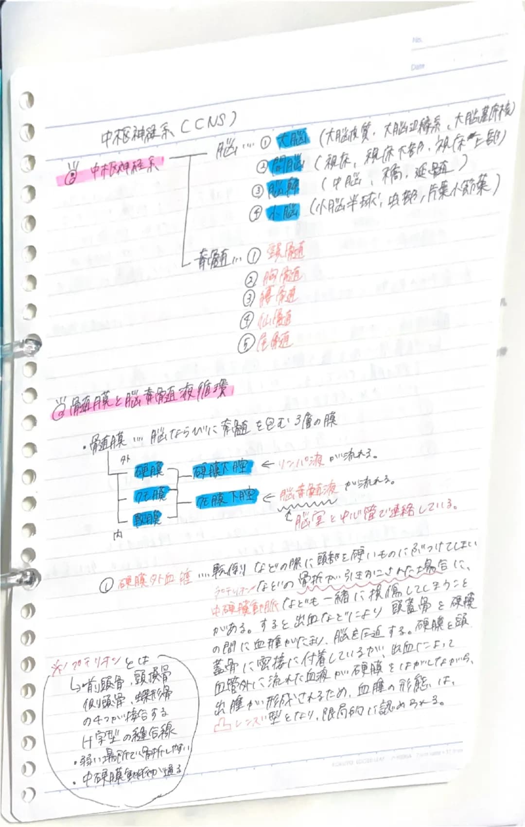 No
Date

中枢神経系CCNS)

中枢神経系

脳………①大腦(大脳皮質、大脳辺裤系、大脳基底核)
②間(視床、親床下部、視(未全部)
①購館(中脳、橋,延髓)
④小腦(小腦半球、虫顿,片集小節菜)

・青題①頸髄
②胸随
①仙情色
当面膜と脳青帝直液循環,
⑤尾糖

・