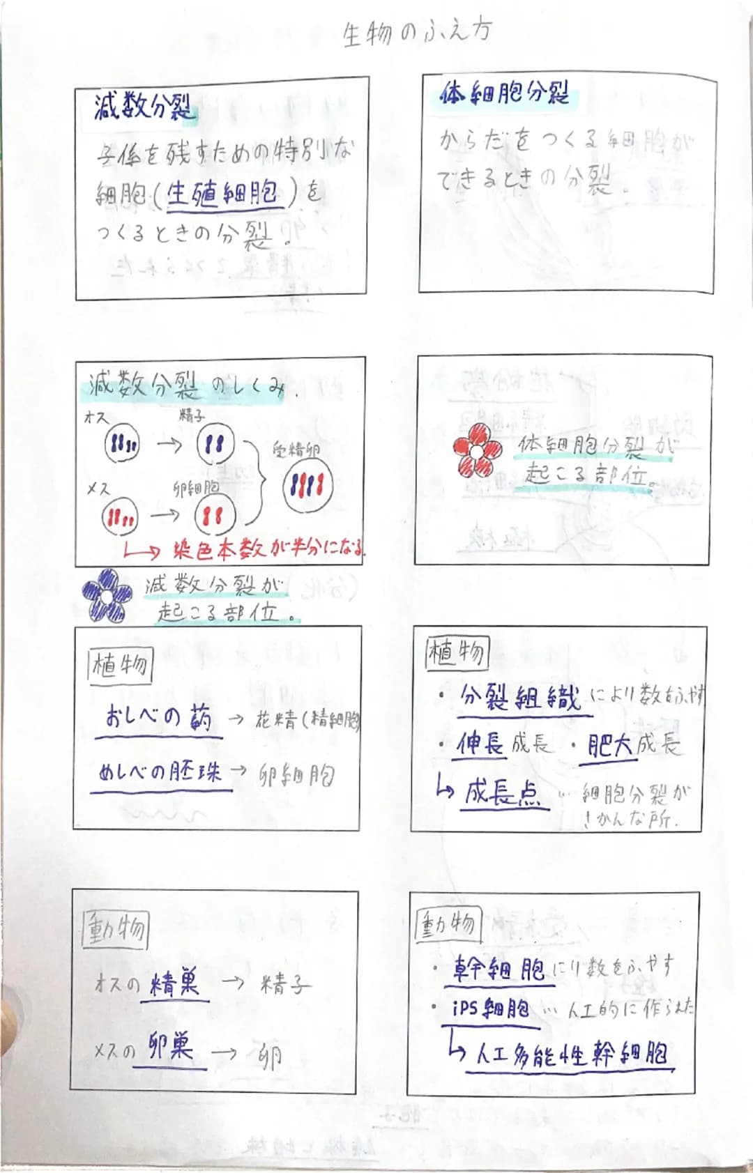 理科Ⅱ
理科工
数学人
数学B
音楽
# 染色体

①
核膜
核小体細胞分裂の順番
複製が行われる。
→
←
分裂中に見られるひも。

# 細胞分裂

ソラマメの根の成長

1つの細胞が分かれて
ほぼのび
ない
2つの細胞になること。
めっちゃ
A
のびる。
1日 2日 3日 4