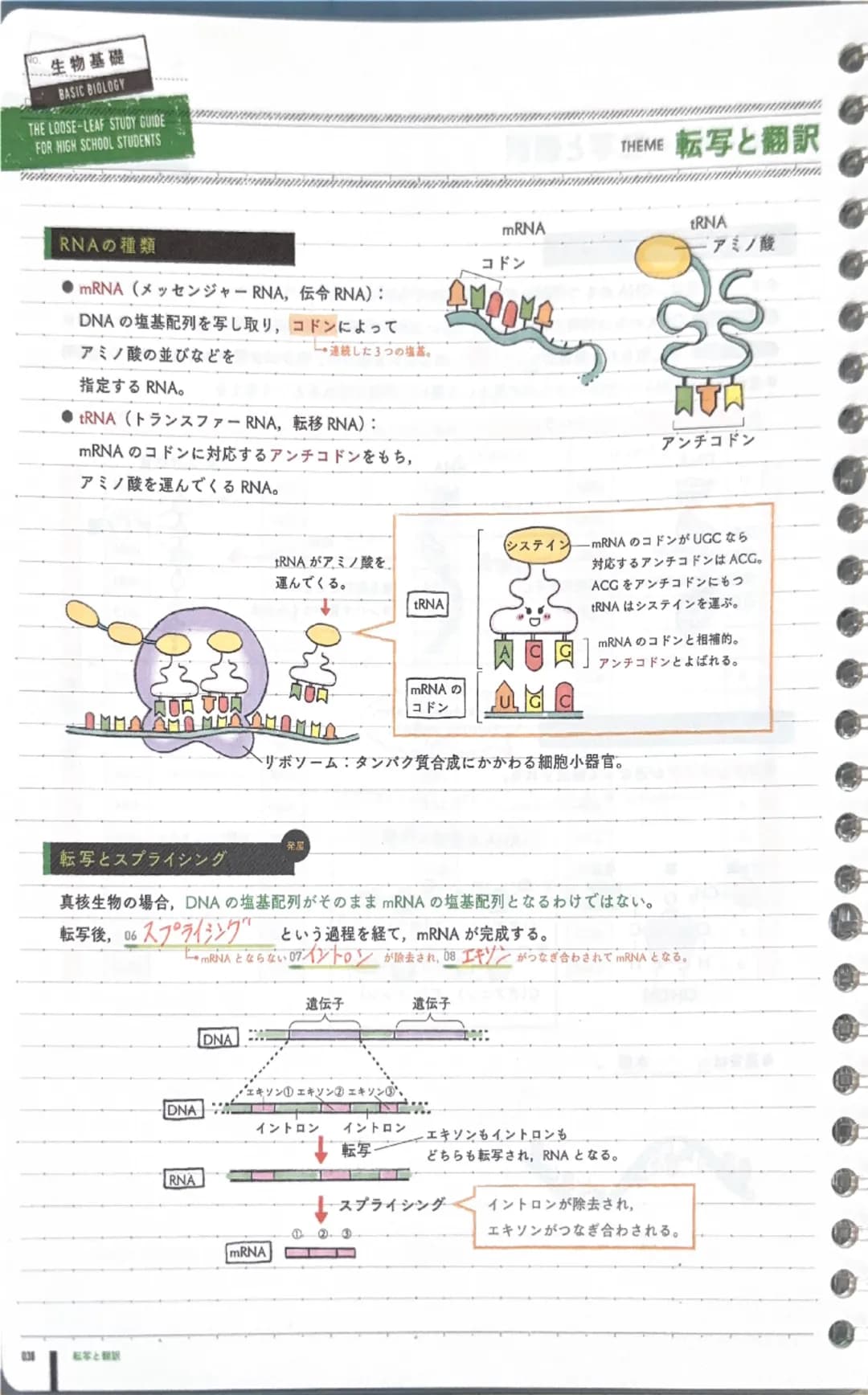 # 生物基礎
BASIC BIOLOGY
THE LOOSE-LEAF STUDY GUIDE
FOR HIGH SCHOOL STUDENTS

mRNA

# RNAの種類

●mRNA (メッセンジャーRNA,伝令RNA):
DNAの塩基配列を写し取り、コドンによって
アミ