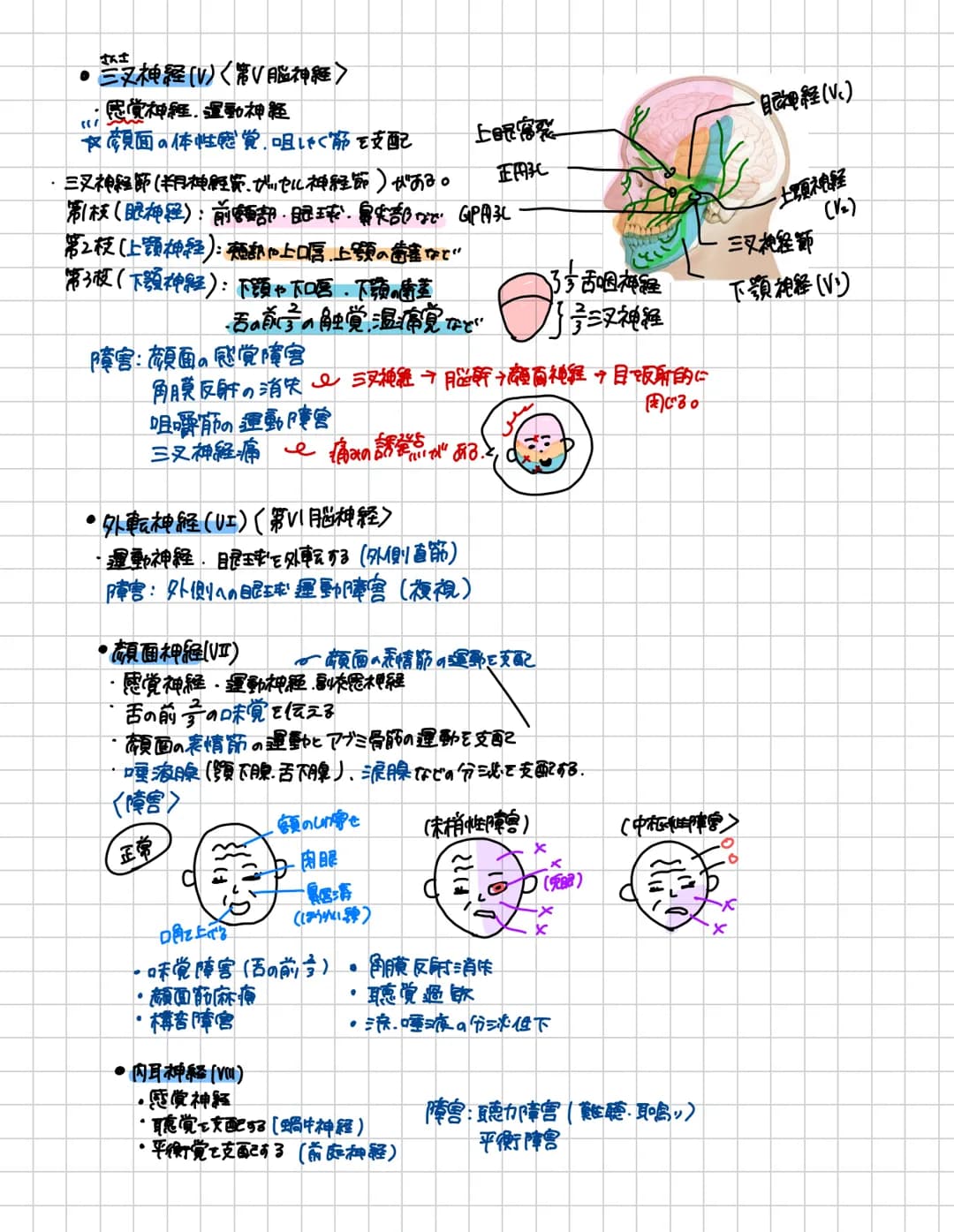 # 脊胃道
脊胃道の長さ:約40~450m 上市:大後頭孔の高さ下方:第1.2腰椎の高さ
頸椎は7個
頸神経は8対217多い!!
* 構造
-脊柱管口
脊髄が通る。
突起
●背骨査の内部構造
後外側溝 後正中橋
側
东
中心當
○中険側
★感覚性ニューロンの
細胞体が
有