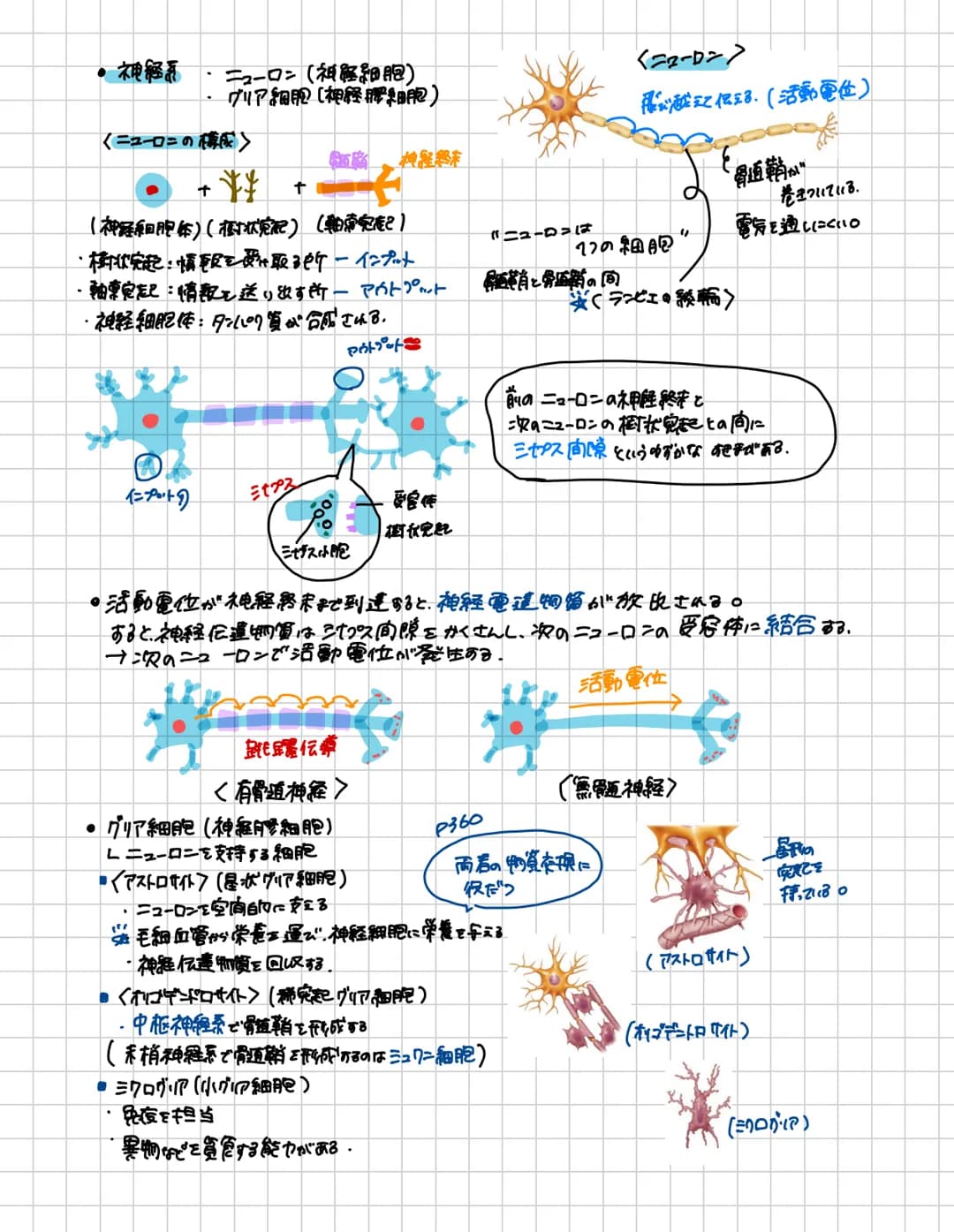 # 脊胃道
脊胃道の長さ:約40~450m 上市:大後頭孔の高さ下方:第1.2腰椎の高さ
頸椎は7個
頸神経は8対217多い!!
* 構造
-脊柱管口
脊髄が通る。
突起
●背骨査の内部構造
後外側溝 後正中橋
側
东
中心當
○中険側
★感覚性ニューロンの
細胞体が
有