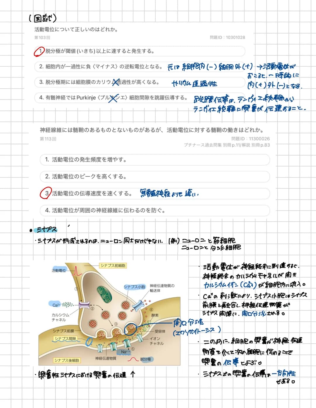 # 脊胃道
脊胃道の長さ:約40~450m 上市:大後頭孔の高さ下方:第1.2腰椎の高さ
頸椎は7個
頸神経は8対217多い!!
* 構造
-脊柱管口
脊髄が通る。
突起
●背骨査の内部構造
後外側溝 後正中橋
側
东
中心當
○中険側
★感覚性ニューロンの
細胞体が
有