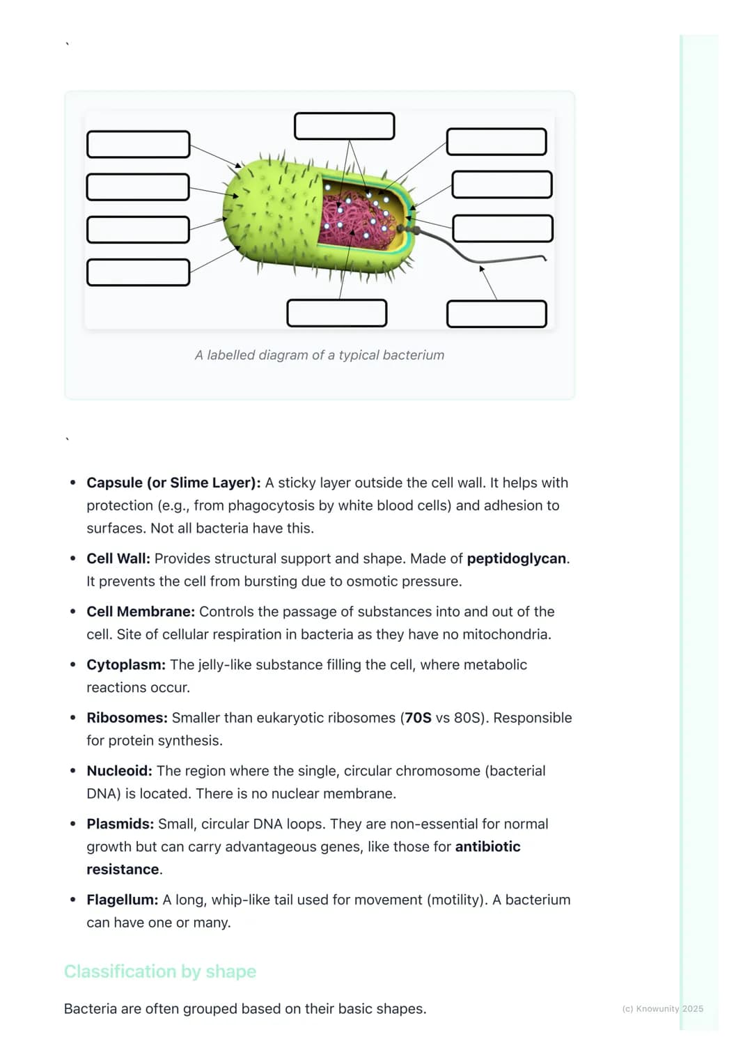 # Bacteria
An introduction to bacteria.
Bacteria are single-celled microorganisms that are prokaryotic, meaning they
lack a membrane-bound