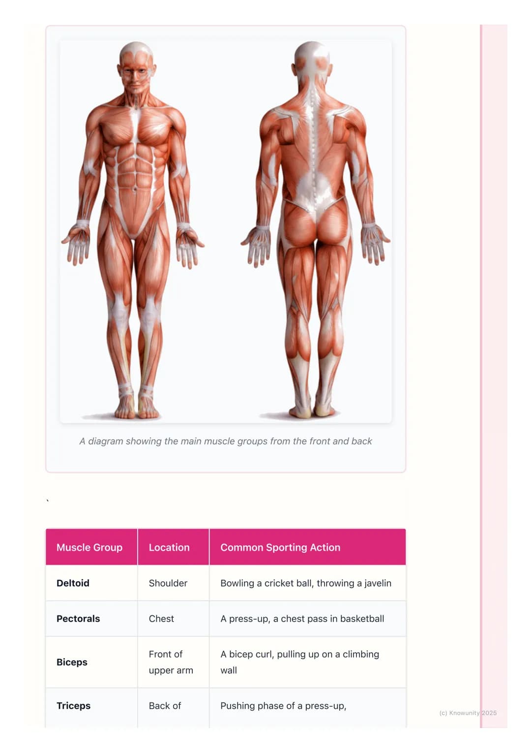 # The Muscular System
An introduction to the muscular system
The muscular system is what allows our bodies to move. It's made up of over
6