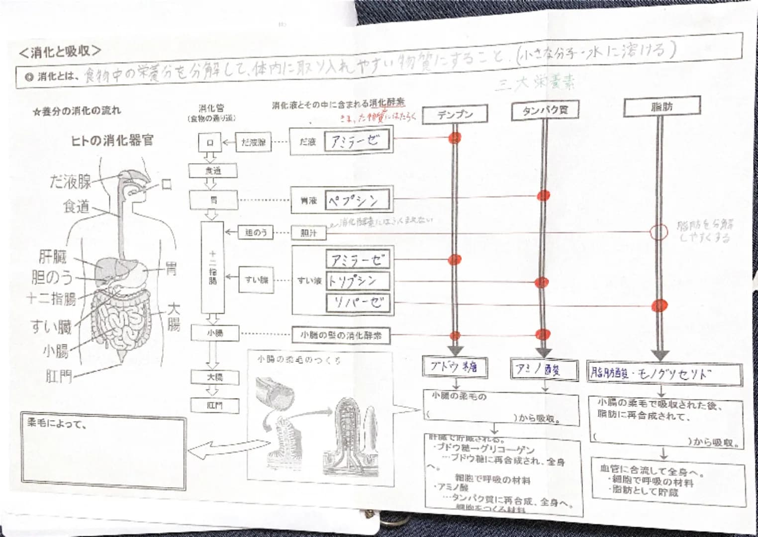 No
●消化とは、食物中の栄養分を分解して、体内に取り入れやすい物質にすること、(小さな分子・水に溶ける)
<消化と吸収>
三大栄養素
★養分の消化の流れ
消化管
(食物の通り道)
消化液とその中に含まれる消化酵素
さま、た物質にはたらく
デンプン
タンパク質
脂肪
ヒ